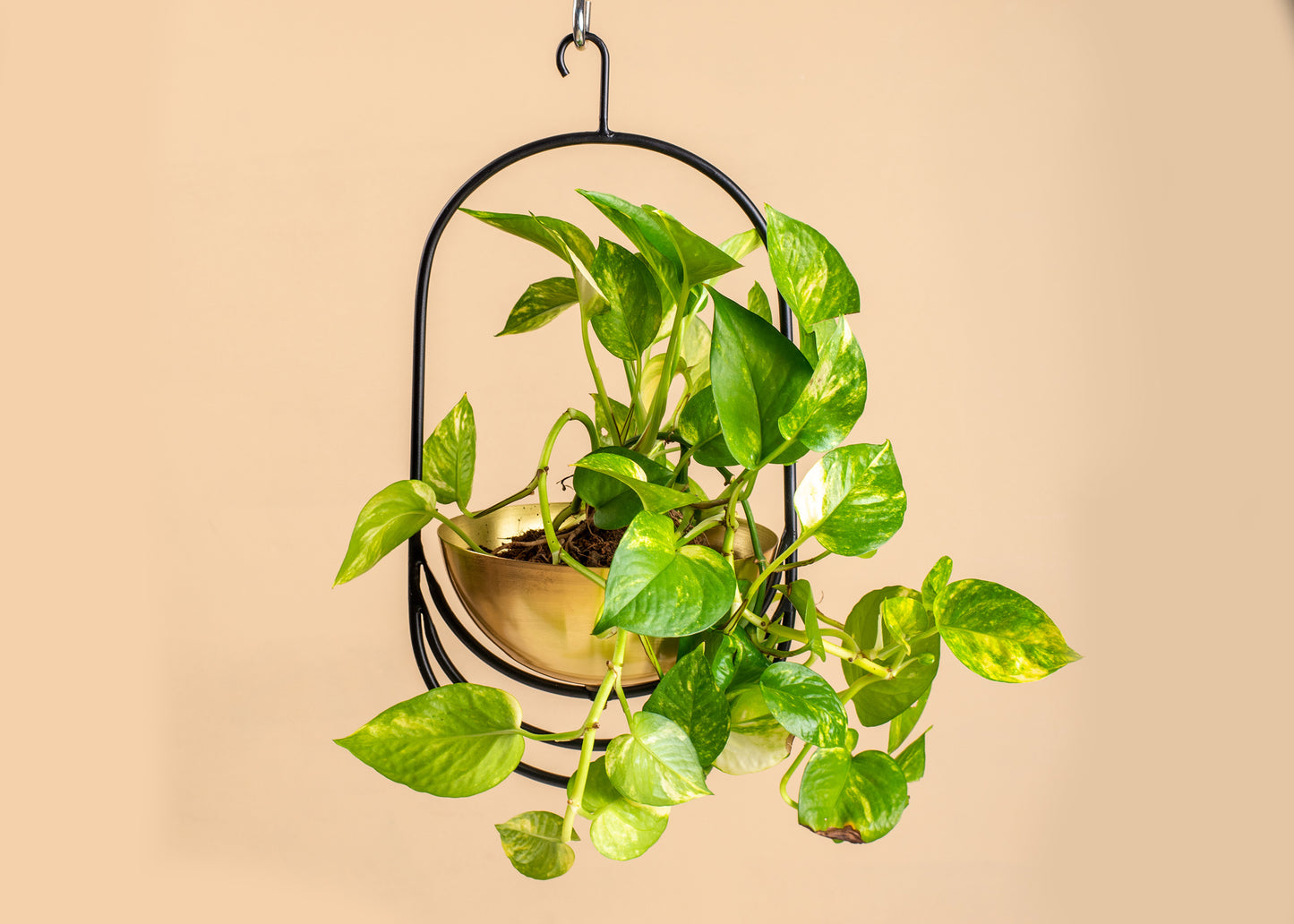Cyrus Hanging Planter
