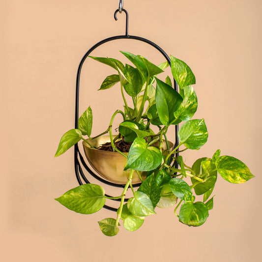 Cyrus Hanging Planter