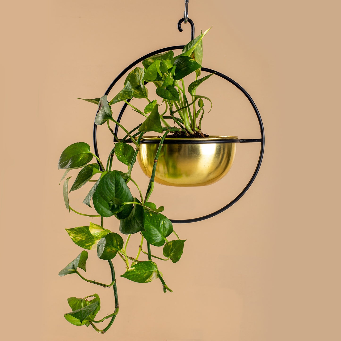 https://www.parampara.us/products/vega-hanging-planter